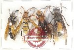 Scientific lot no. 528 Hymenoptera (4 pcs)