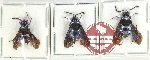 Scientific lot no. 535 Hymenoptera (3 pcs)