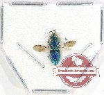 Chrysididae sp. 4