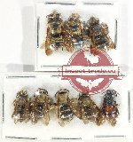 Scientific lot no. 533 Hymenoptera (8 pcs)