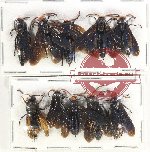 Scientific lot no. 532 Hymenoptera (10 pcs)