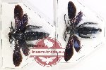 Scientific lot no. 526 Hymenoptera (Scoliidae) (2 pcs - 1 pc A2)