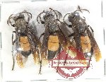 Scientific lot no. 529 Hymenoptera (3 pcs)