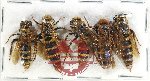 Scientific lot no. 530 Hymenoptera (5 pcs)