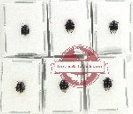 Scientific lot no. 1323 Heteroptera (Cydnidae) (6 pcs)