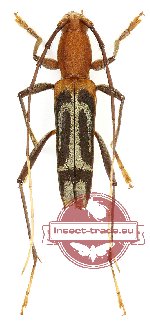 Demonax mustela (Pascoe, 1858) (5 pcs)