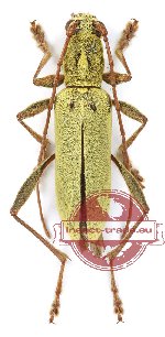 Petraphuma boreolaosica (5 pcs)