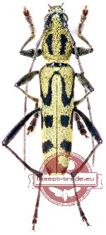 Rhaphuma anongi (A2)