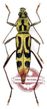 Chlorophorus annularoides Holzschuh (A2)