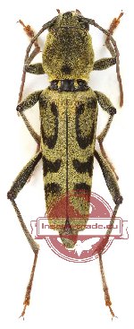 Xylotrechus apiceinnotatus (5 pcs)