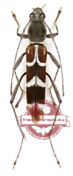 Demonax reticollis (5 pcs)