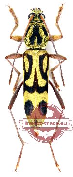 Chlorophorus annularis (2 pcs)