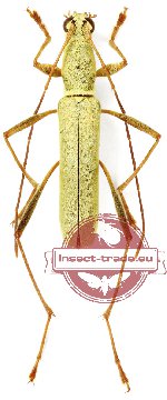 Rhaphuma innotata (A-)