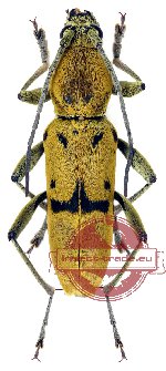 Chlorophorus hainanicus ssp. copiosus (A2)