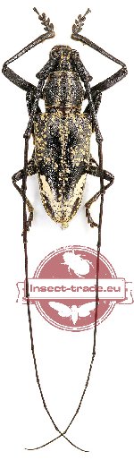 Pelargoderus rubropunctatus (5 pairs)
