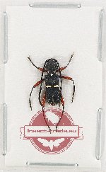 Epipedocera perelegans
