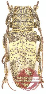 Lamiinae sp. 54 (5 pcs)