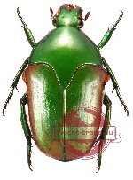 Megaphonia beccarii