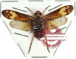 Birdantis delibuta (A2)