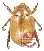 Anoplognathus nebulosus (A-)