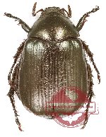 Anomala crassipyga