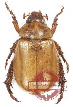 Rutelinae sp. 17