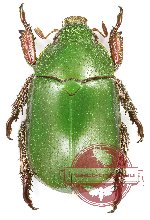 Anoplognathus punctulatus
