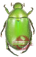 Anomala sp. 71 (10 pcs)
