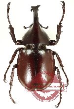 Xylotrupes sp. 2