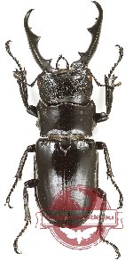 Odontolabis hamjahi