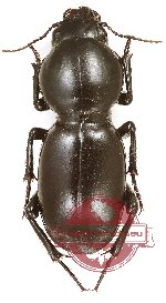 Brithysternum nodosum
