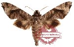 Acosmeryx pseudonaga