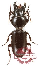 Scaritini sp. 3 (5 pcs)