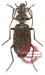 Gigadema sp. 1 (5 pcs)