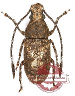 Anthribidae sp. 26