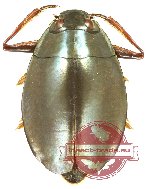 Dineutus politus