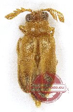 Dryllidae sp. 1