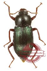Tenebrionidae sp. 122 (5 pcs A-/A2)