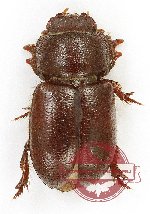 Tenebrionidae sp. 118