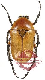 Aphanesthes succinea (A-)