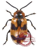 Chrysomelidae sp. 80 (A2)