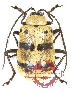 Chrysomelidae sp. 10K