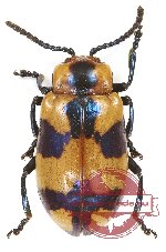 Chrysomelidae sp. 79 (5 pcs)