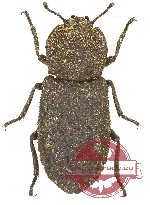 Zopheridae sp. 1