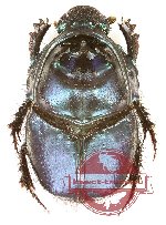 Proagoderus sp. 2 (m A-, f A)