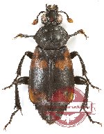 Nicrophorus (s.str.) sp. 3 (A-)