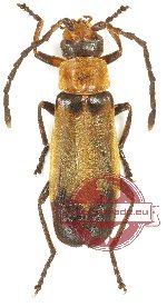 Cantharidae sp. 16 (A2)