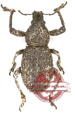 Curculionidae sp. 146