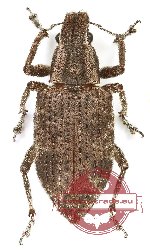 Curculionidae sp. 143 (5 pcs A2)
