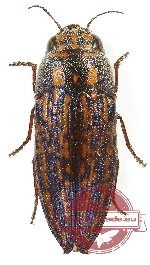 Astraeus (Depollus) polli